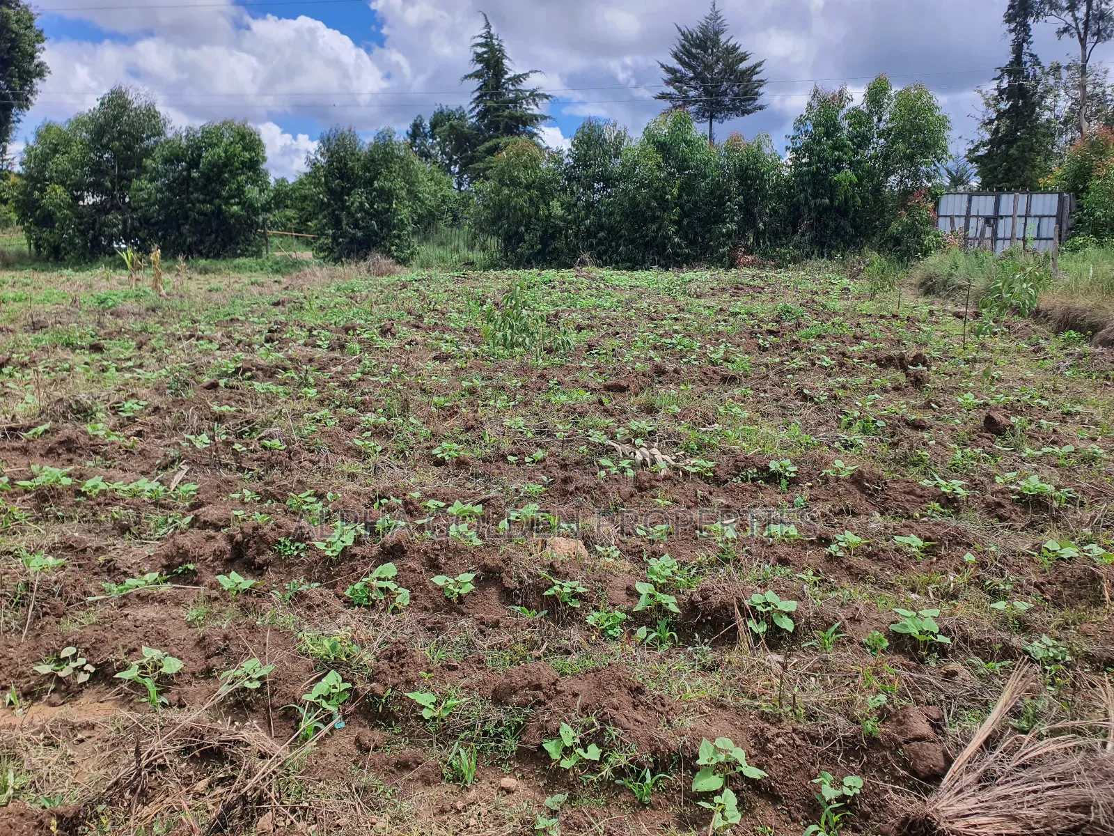 1 Acre in Nanyuki