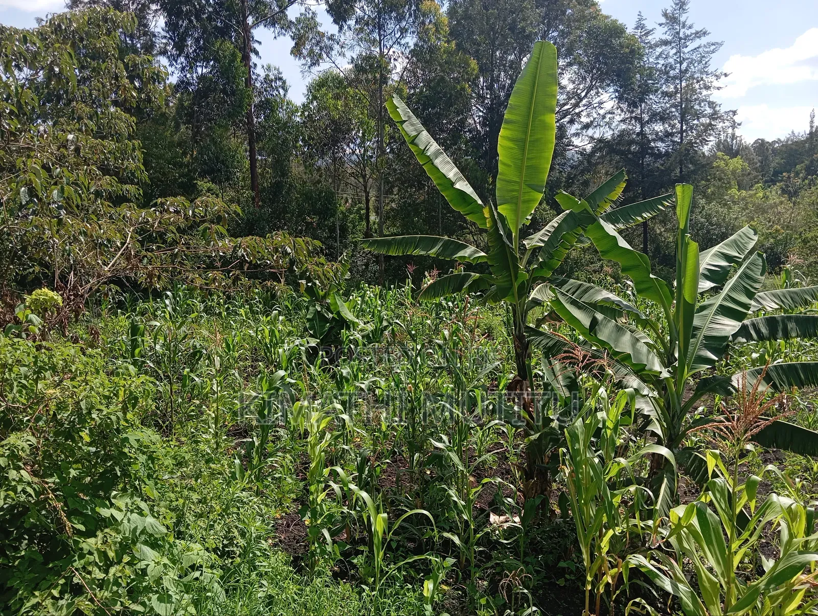A Prime Residential 1/2 Acre at Ngong - Karen West
