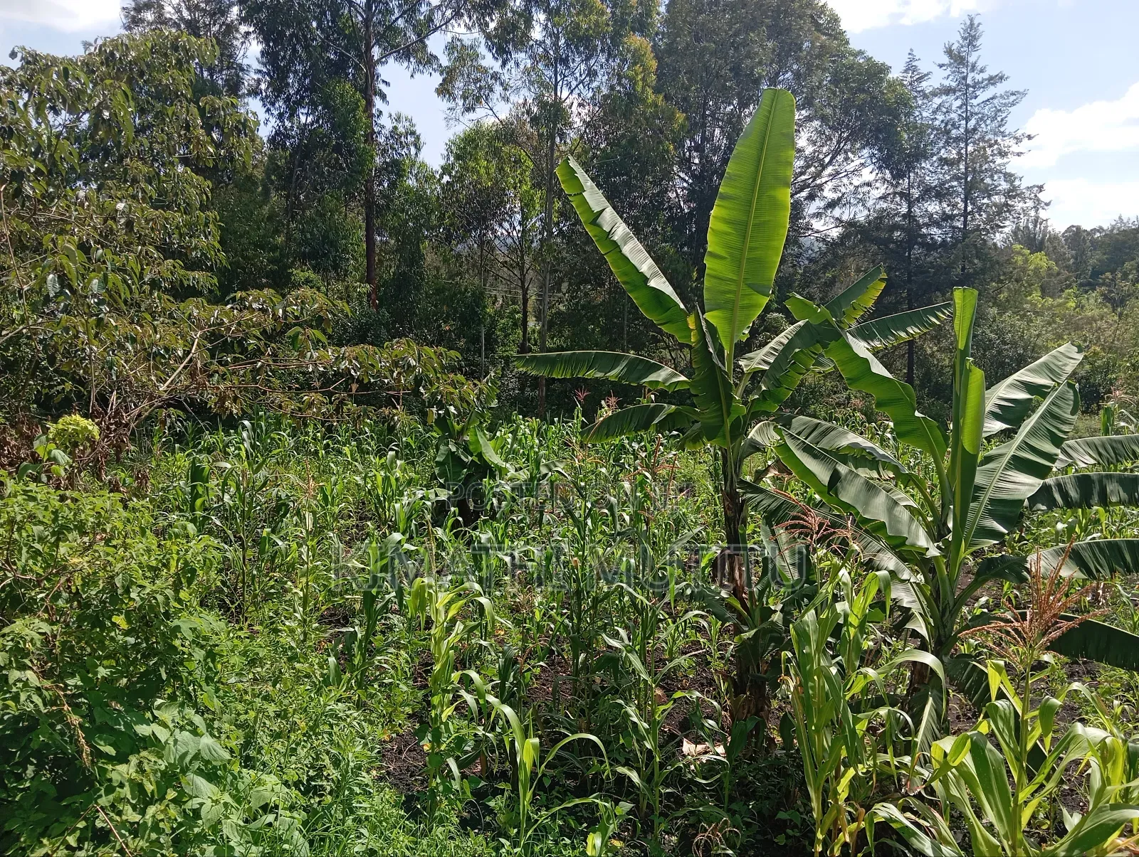 A Prime Residential 1/2 Acre at Ngong - Karen West