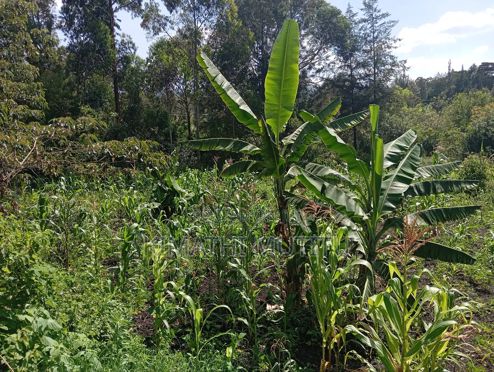 A Prime Residential 1/2 Acre at Ngong - Karen West