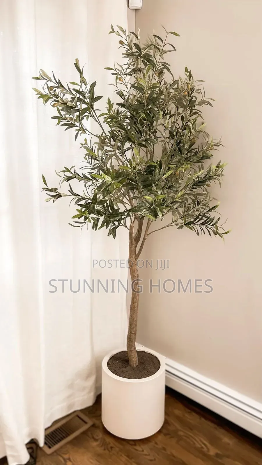 1.6m Olive Plant