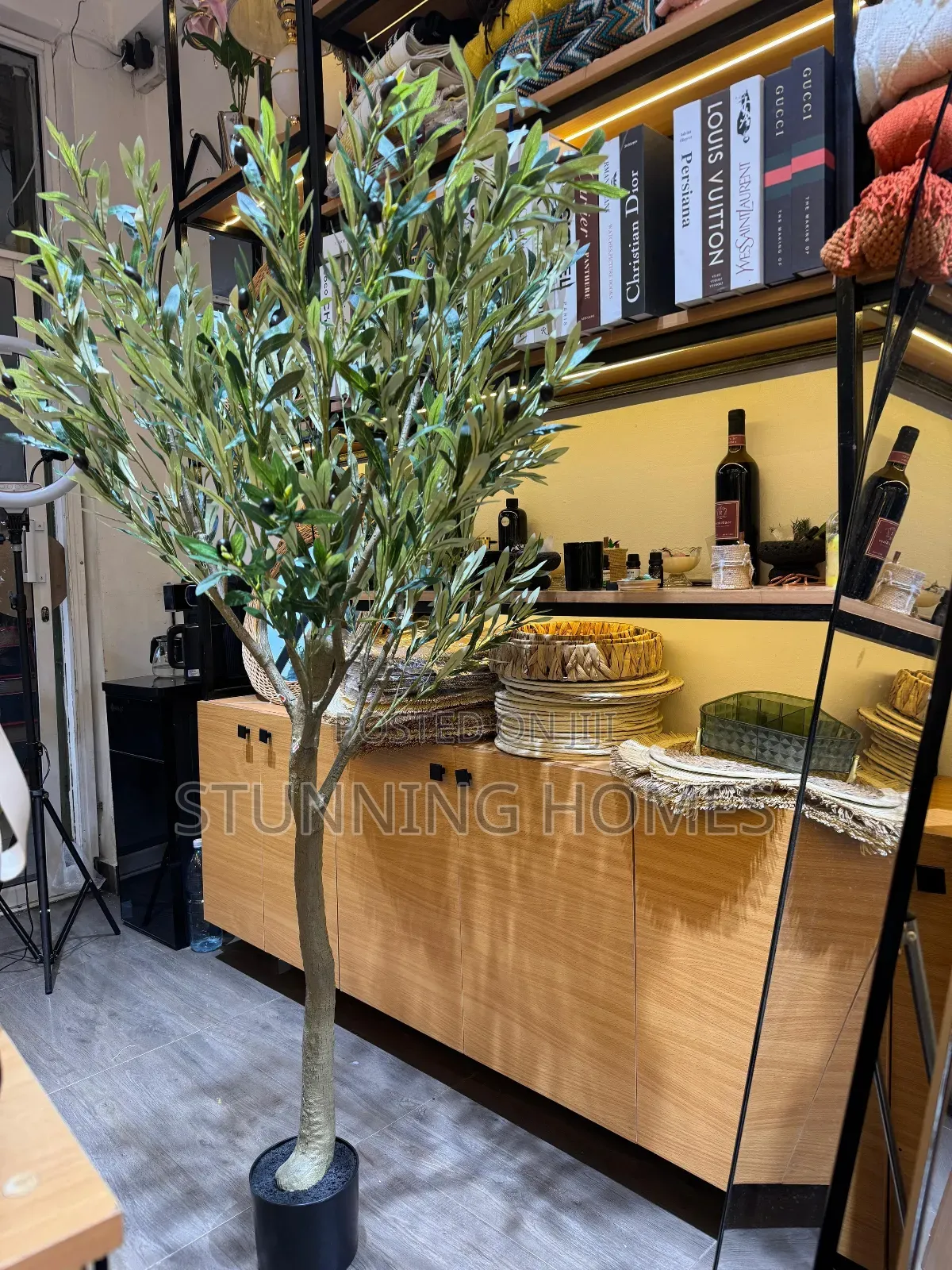 1.6m Olive Plant