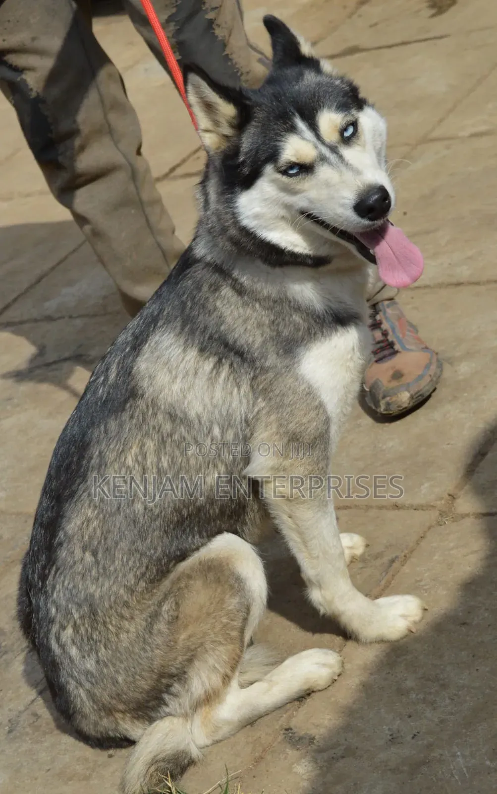1+ year Male Purebred Siberian Husky
