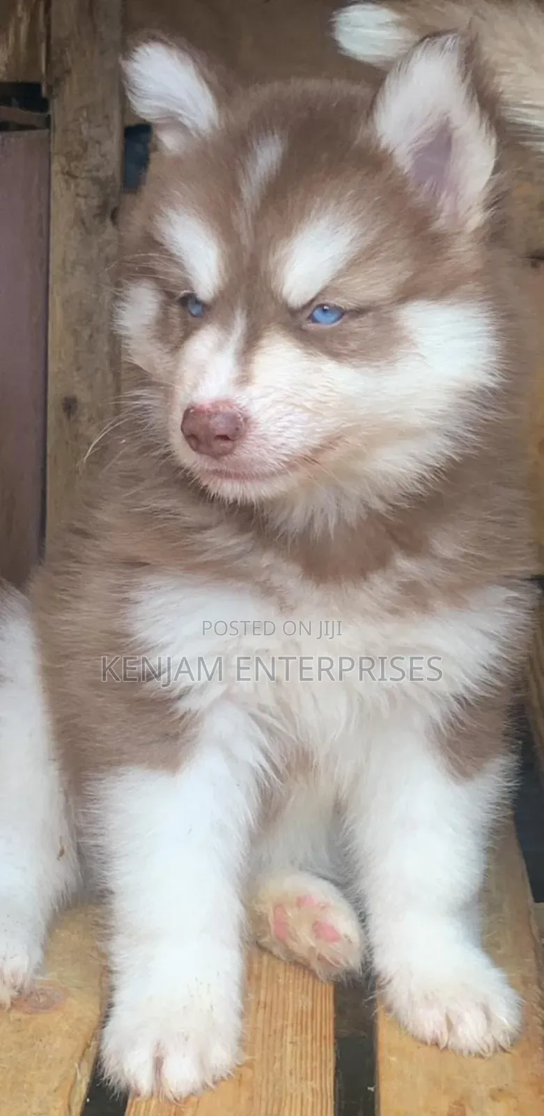 1-3 months Male Purebred Siberian Husky