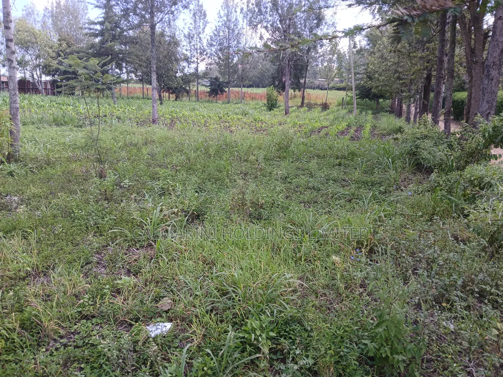 Prime 100 by 100 Plot for Sale in Matasia Off Oloika Road