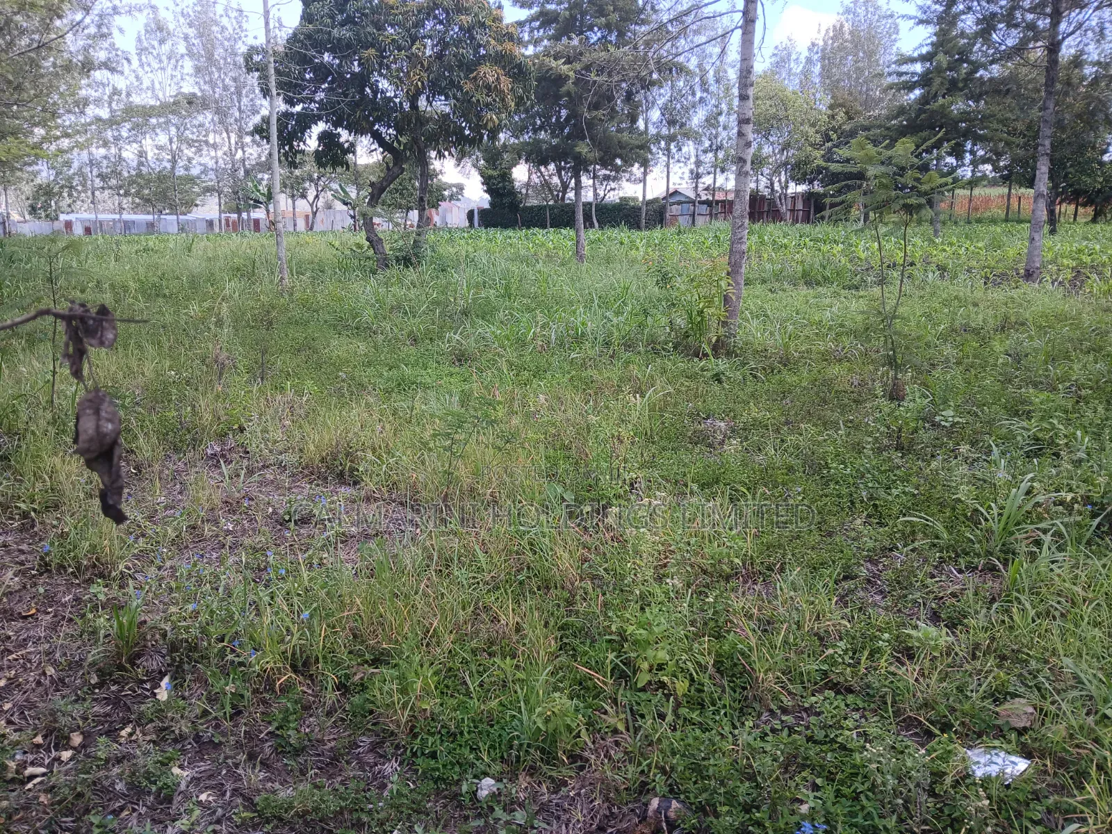 Prime 100 by 100 Plot for Sale in Matasia Off Oloika Road