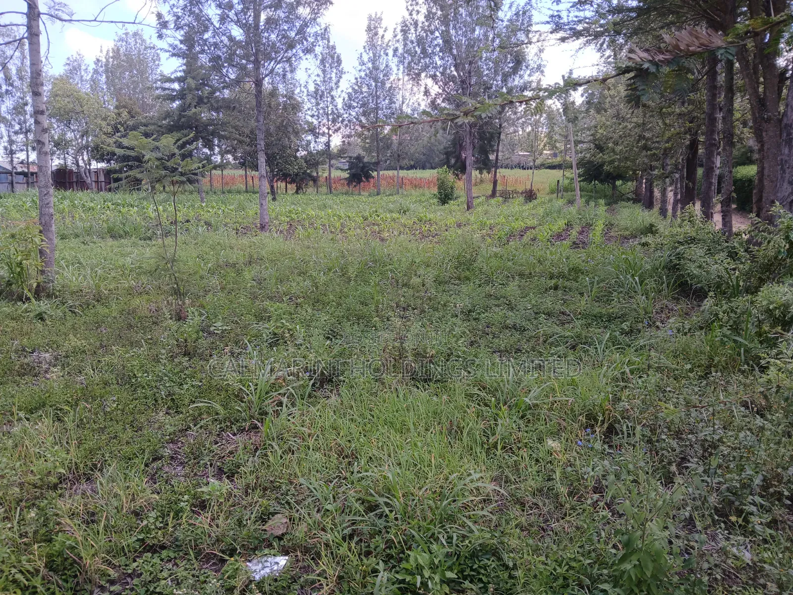 Prime 100 by 100 Plot for Sale in Matasia Off Oloika Road