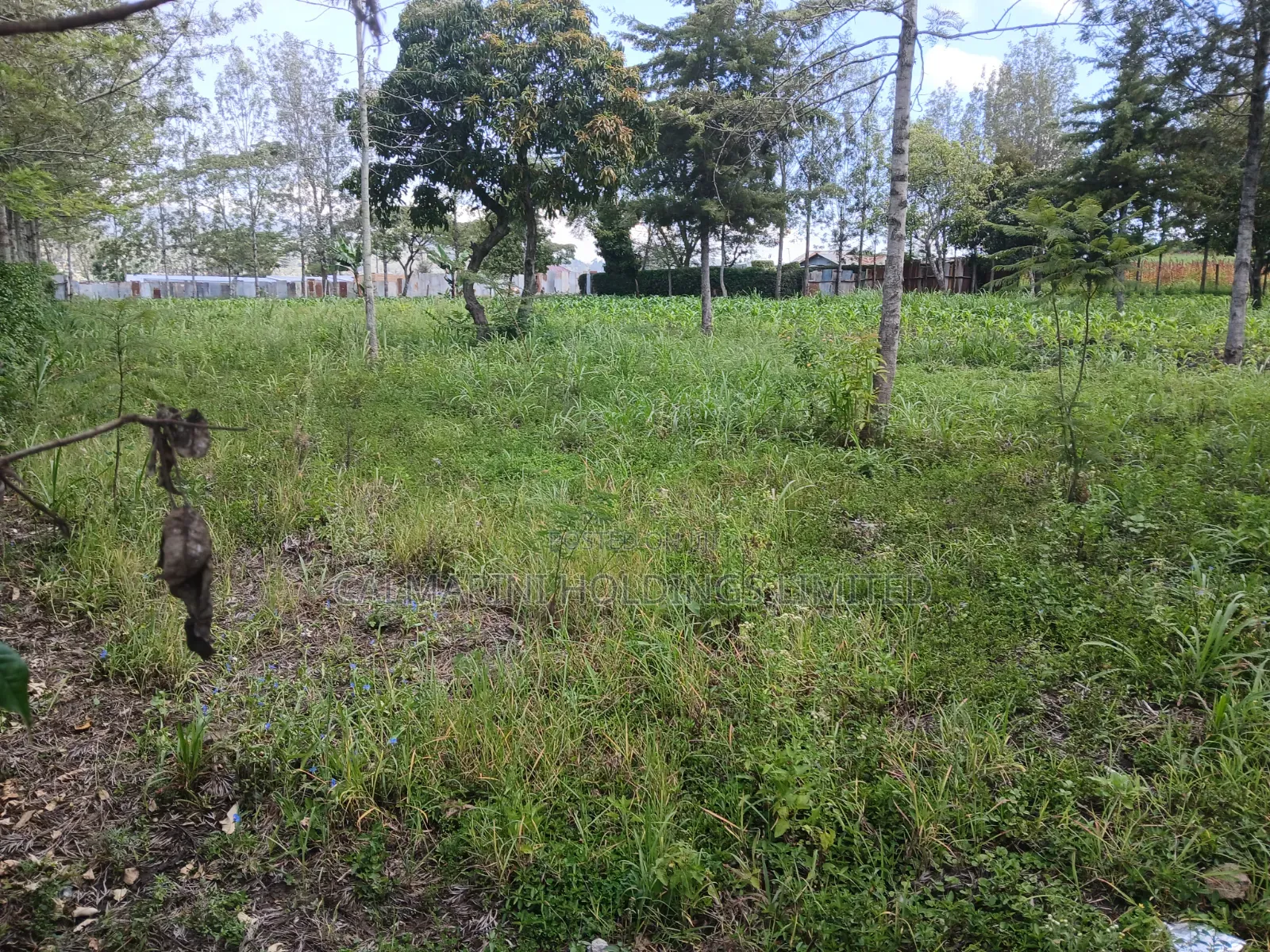 Prime 100 by 100 Plot for Sale in Matasia Off Oloika Road