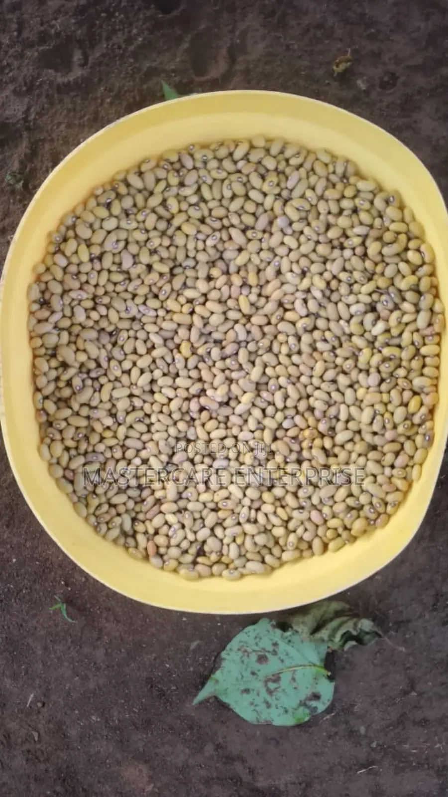 Yellow Beans for Sale in Kitale