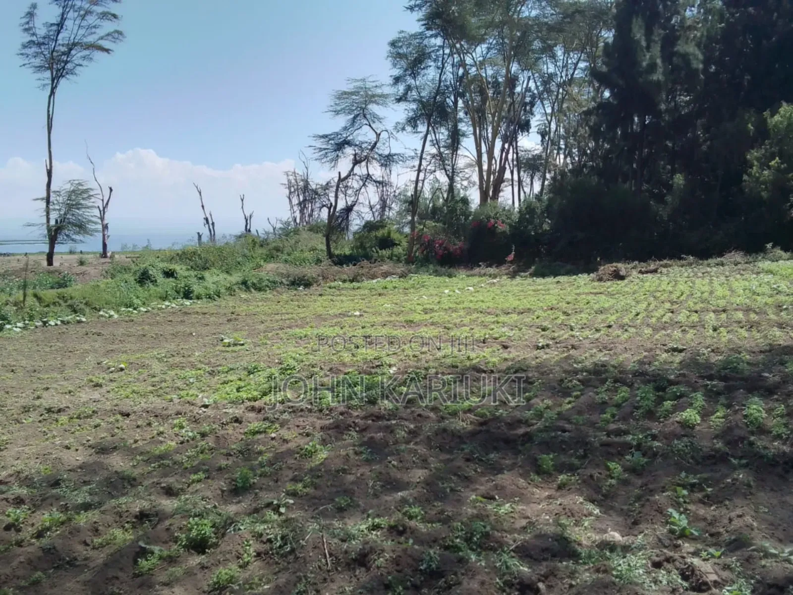 15 Acres of Land in Naivasha Touching the Lake and Tarmac