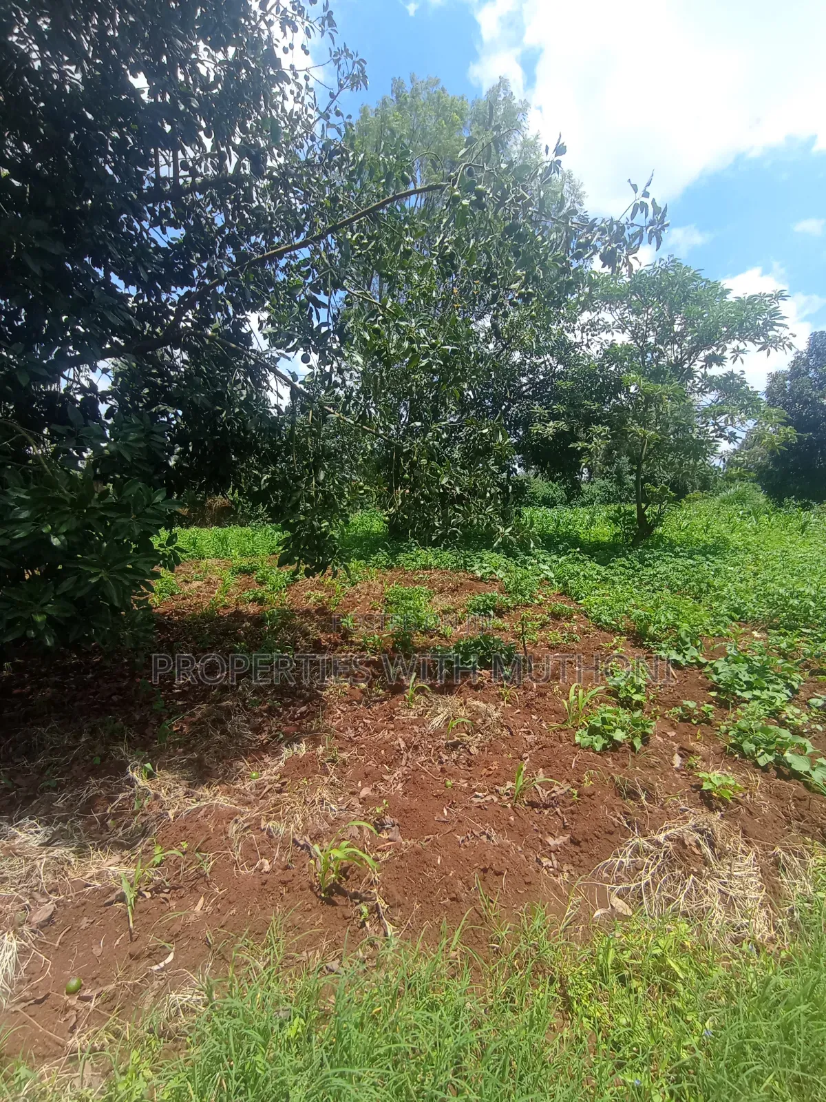 50×100 Plots for Sale in Gikambura, Kikuyu.
