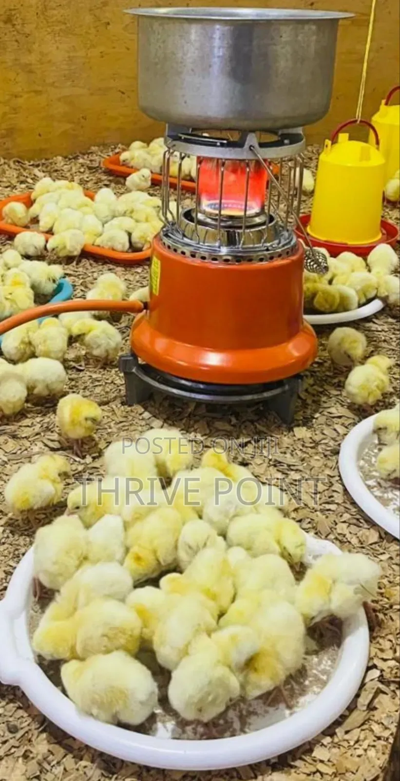 Ampia Advanced Efficient Gas Chick Brooder,
