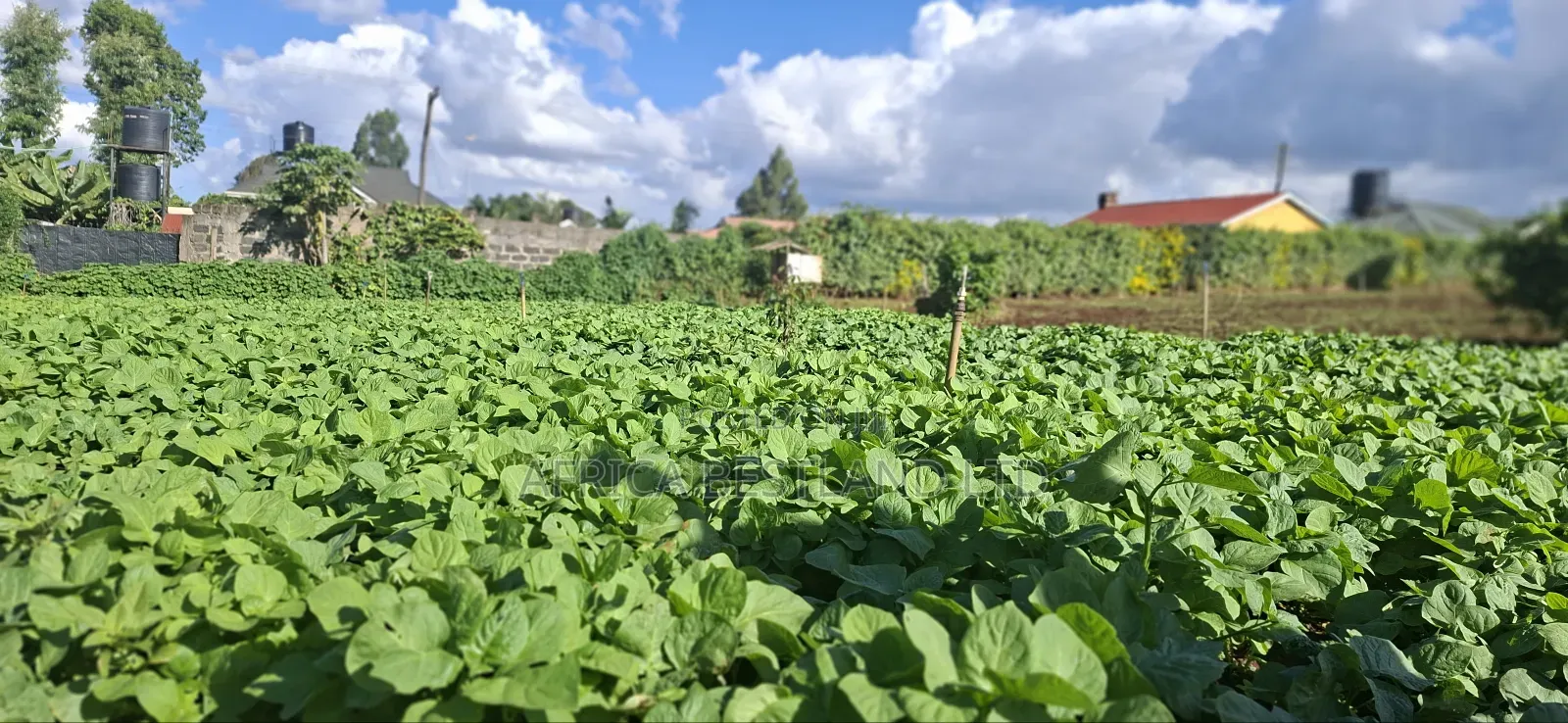 50x100 Available Plot in Kabete Kaiba