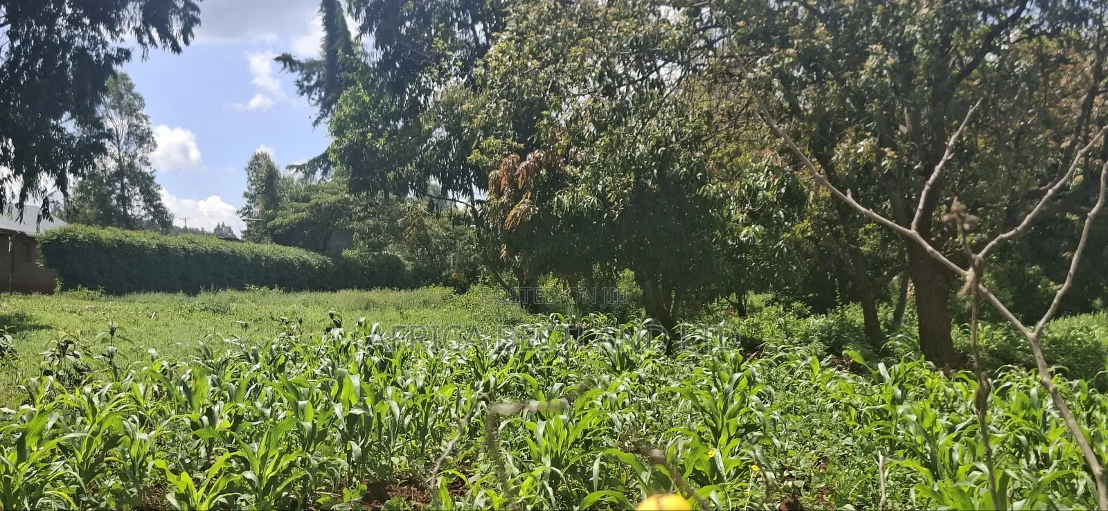 Kikuyu Lusigetti 50x100 Residential Plot