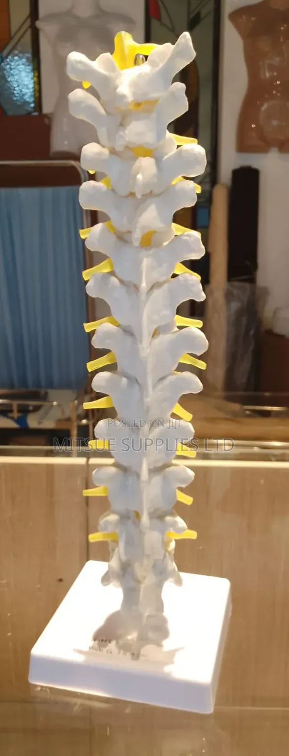 Spine Model 80x32x18cm