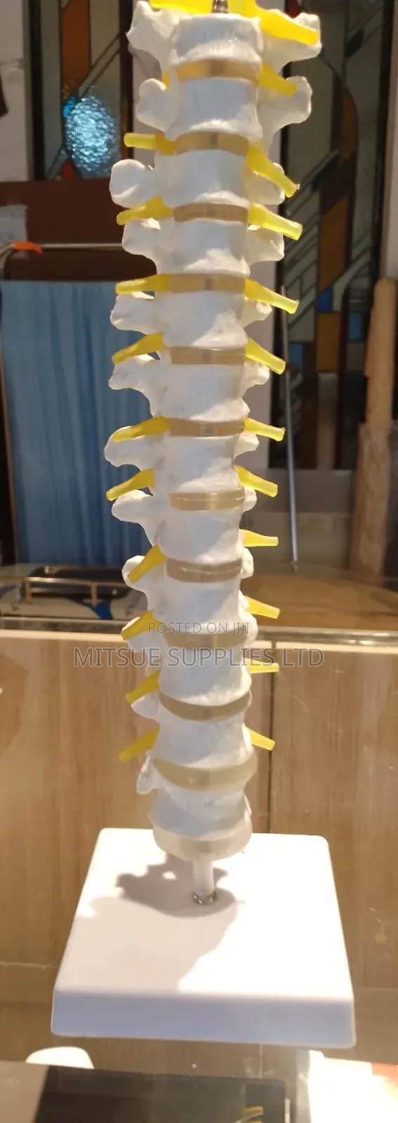 Spine Model 80x32x18cm