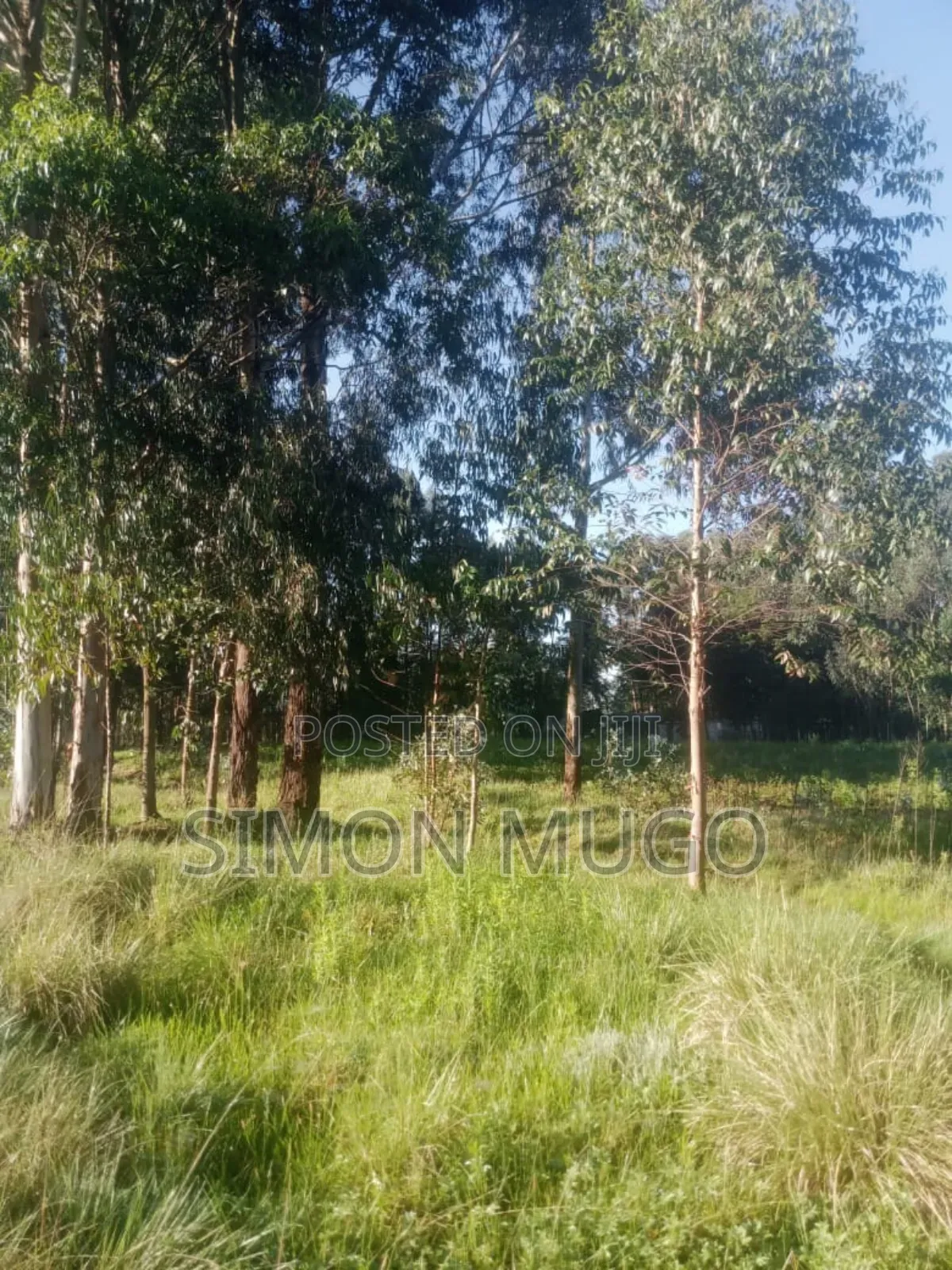 Olkalou Prime 270 Acres With Mature Eucalyptus Trees