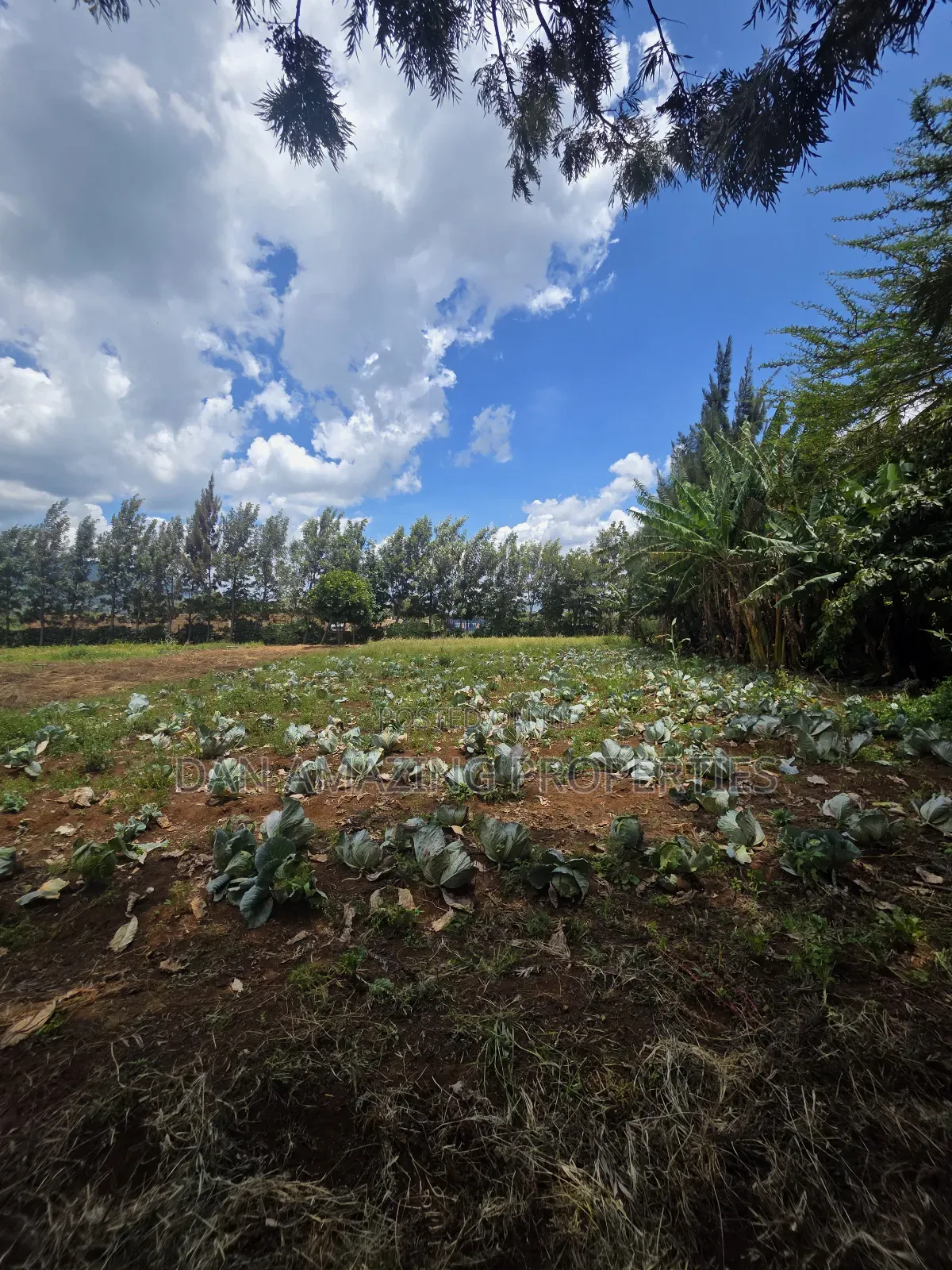 50 by 100 Plot in Ngong Kimuka for Sale I Deal for Residential