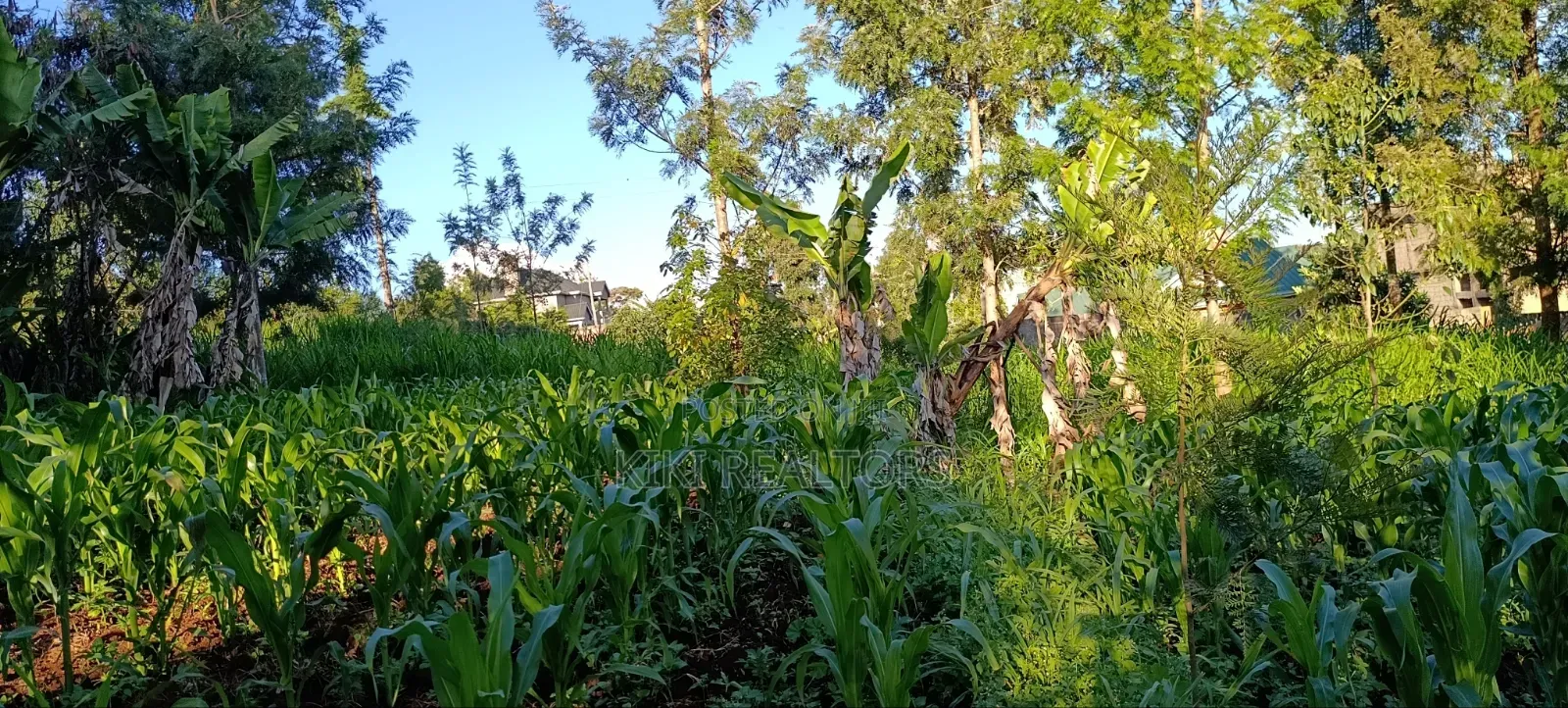Kikuyu Plots for Sale