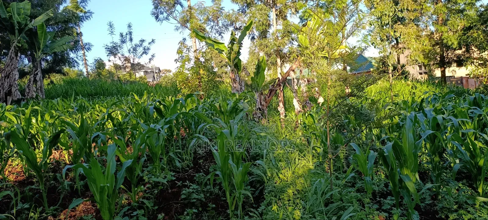 Kikuyu Plots for Sale