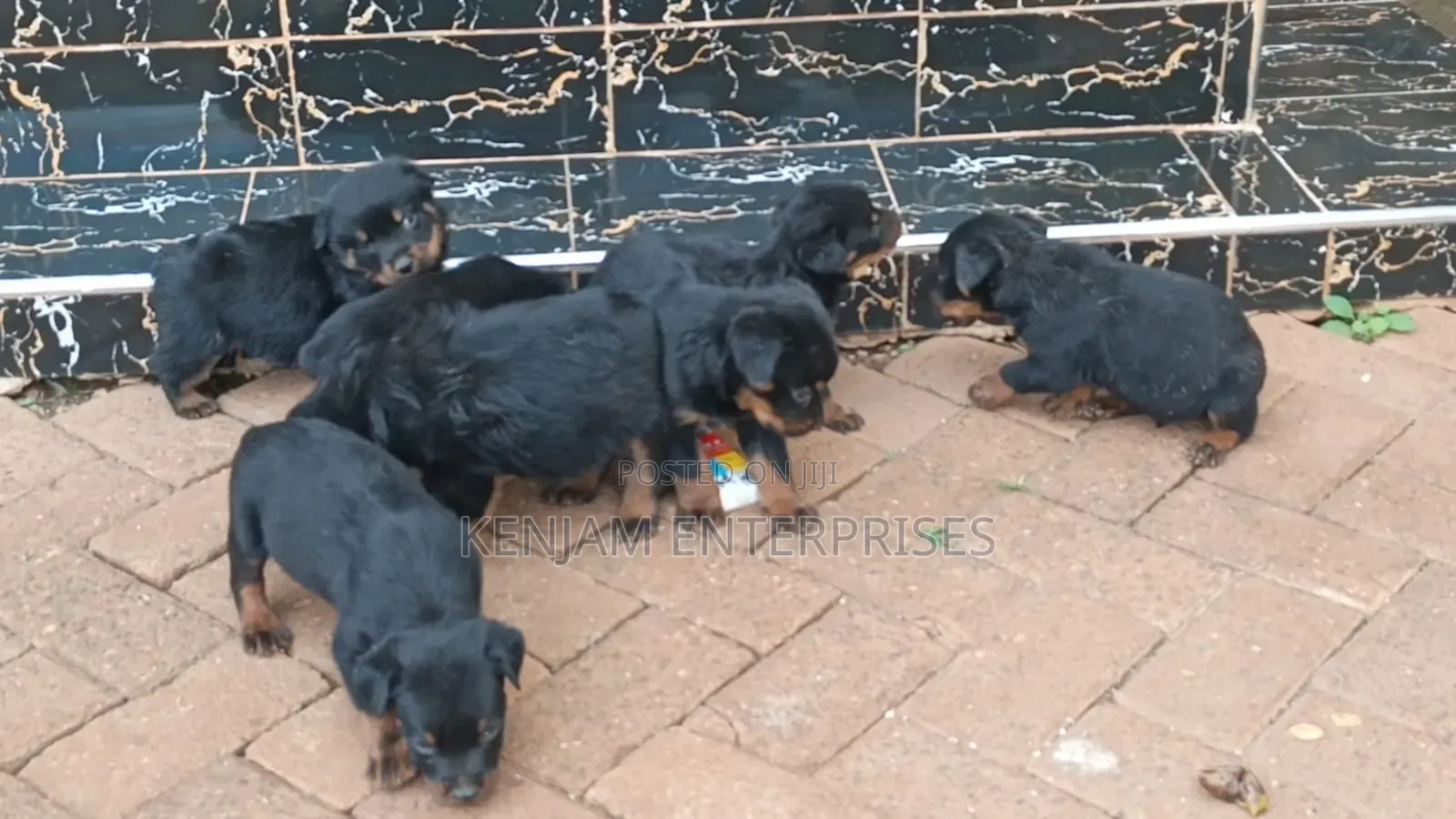 1-3 months Female Purebred Rottweiler