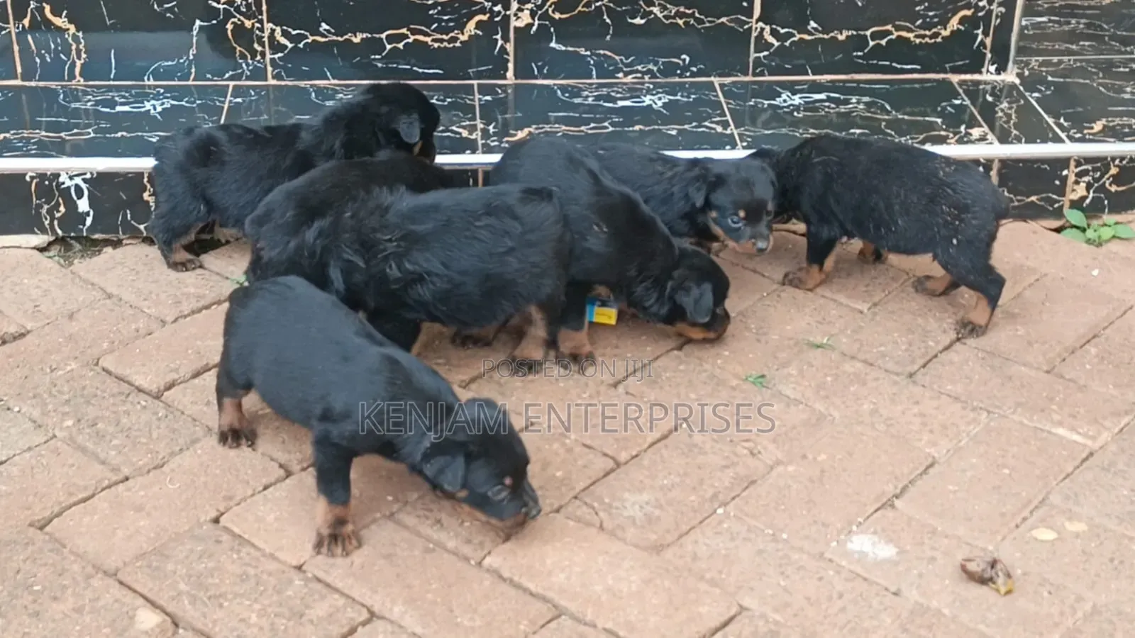 1-3 months Male Purebred Rottweiler