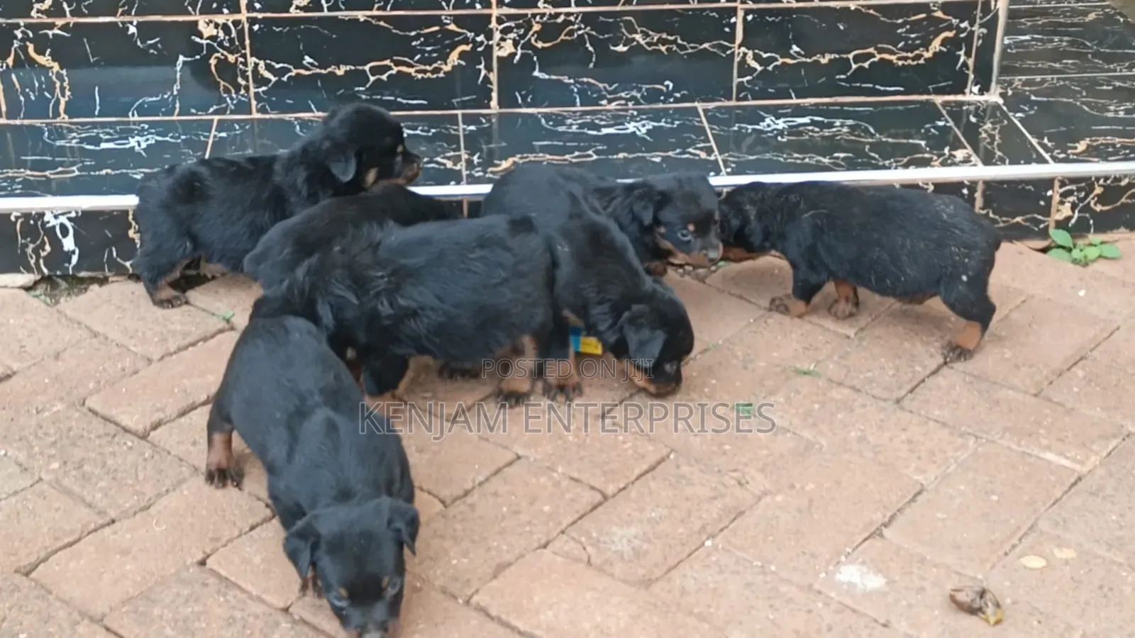 1-3 months Female Purebred Rottweiler