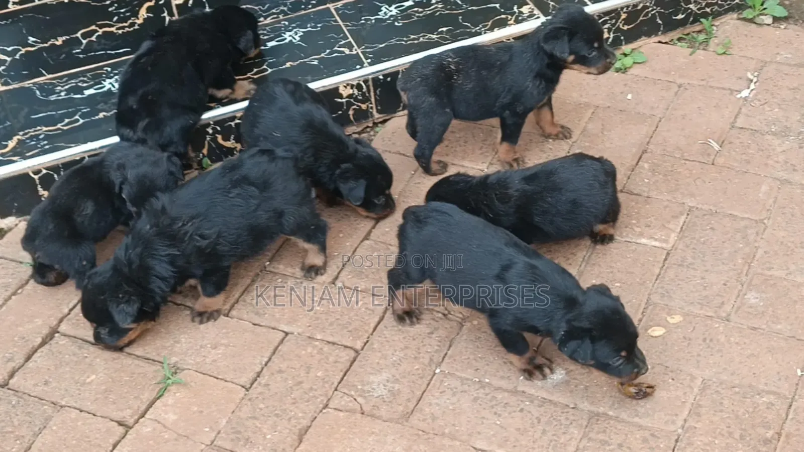 1-3 months Male Purebred Rottweiler