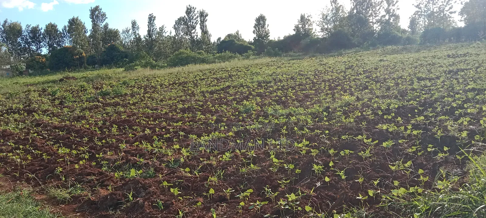 Muranga Loc 20