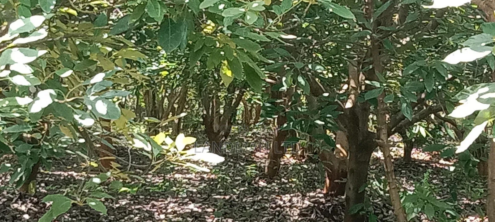 Prime 1 Acre Agricultural Land in Maragua