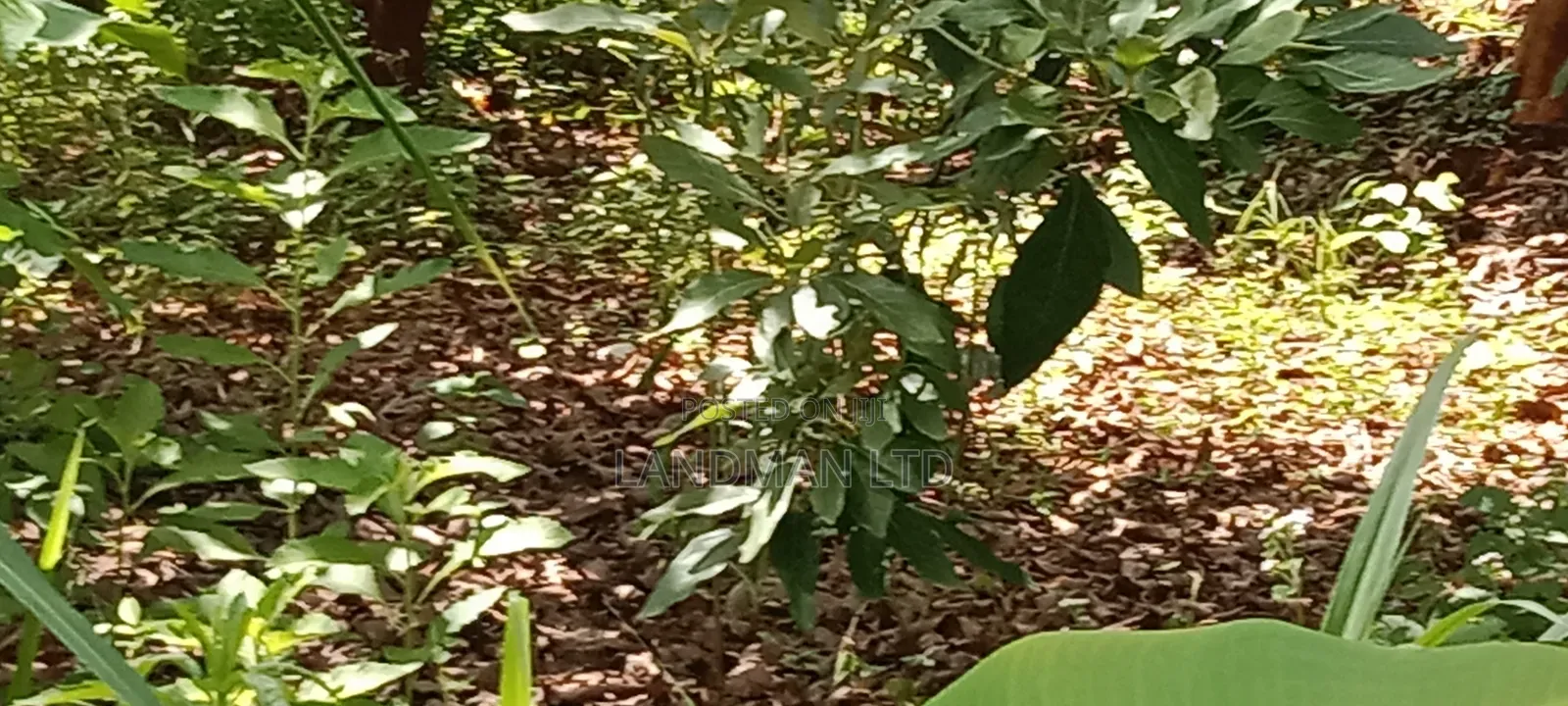 Prime 1 Acre Agricultural Land in Maragua