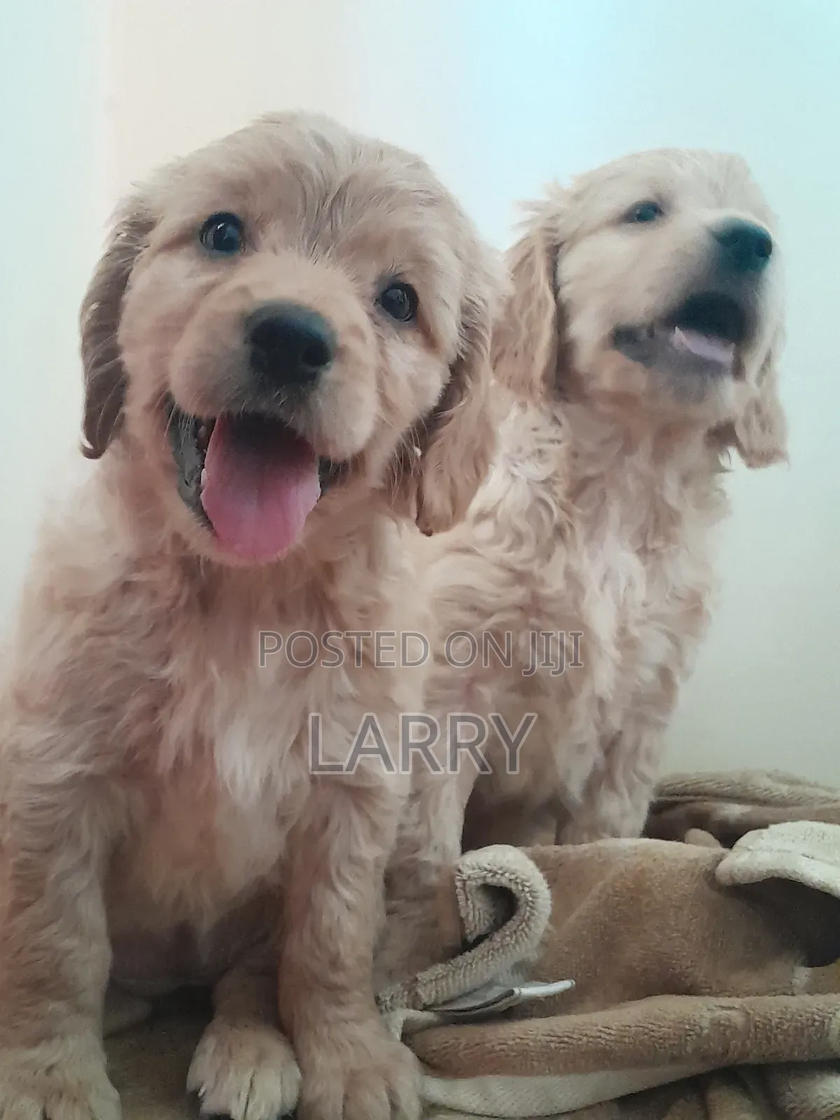 1-3 months Female Purebred Cockapoo