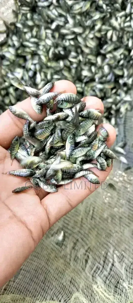 Fish Fingerlings on Sale