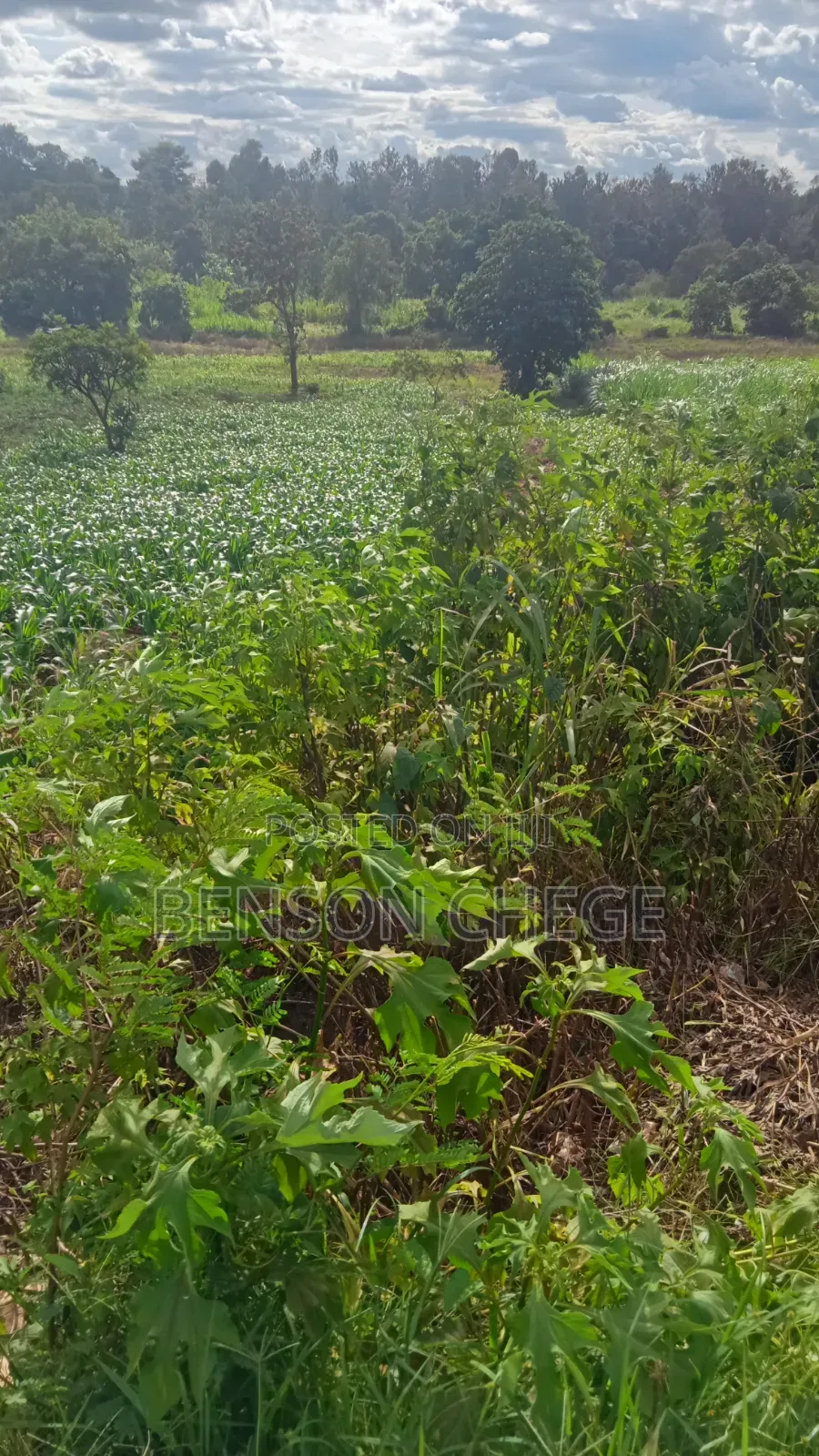 1acre for Sale at Mbombo