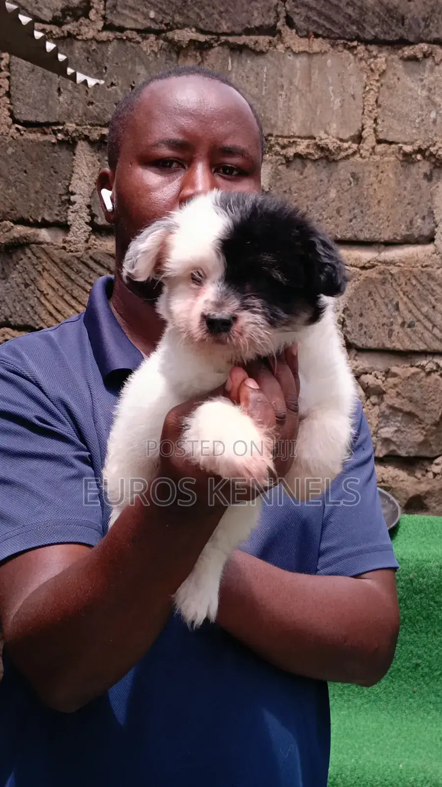 1-3 months Male Purebred Havanese