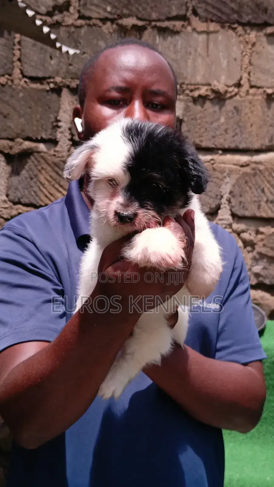 1-3 months Male Purebred Havanese
