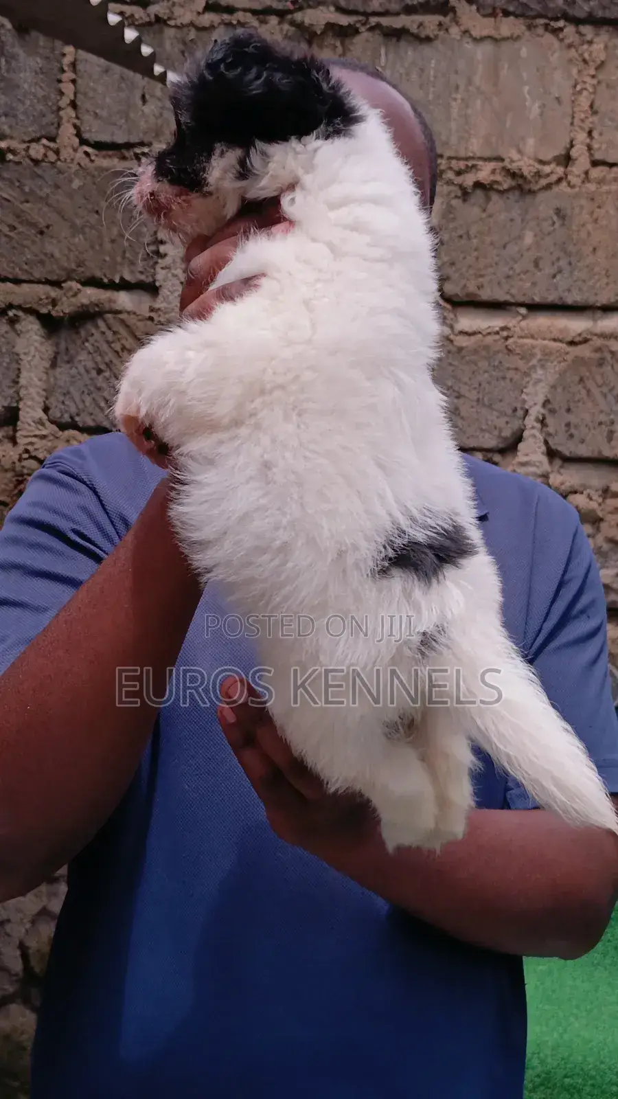 1-3 months Male Purebred Havanese