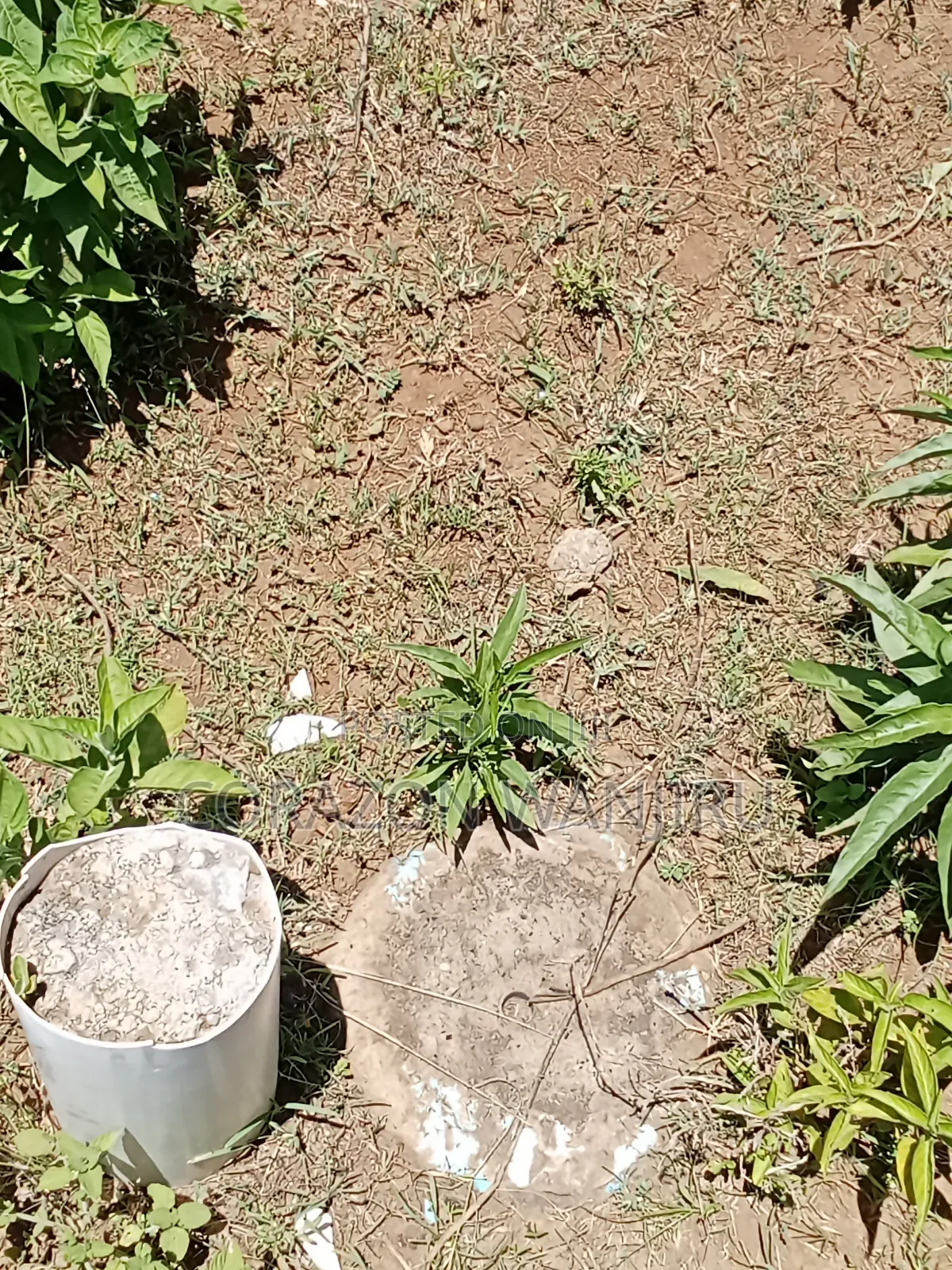 50*100plots in Gilgil