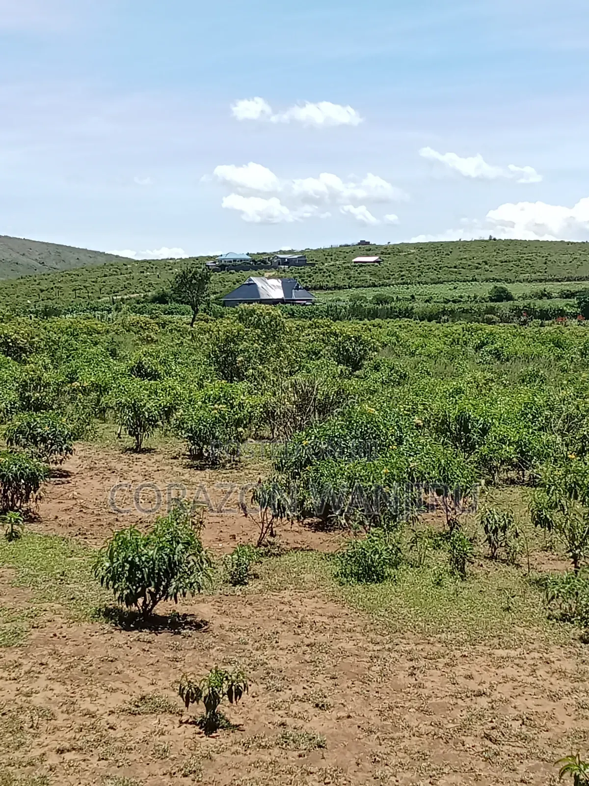50*100plots in Gilgil