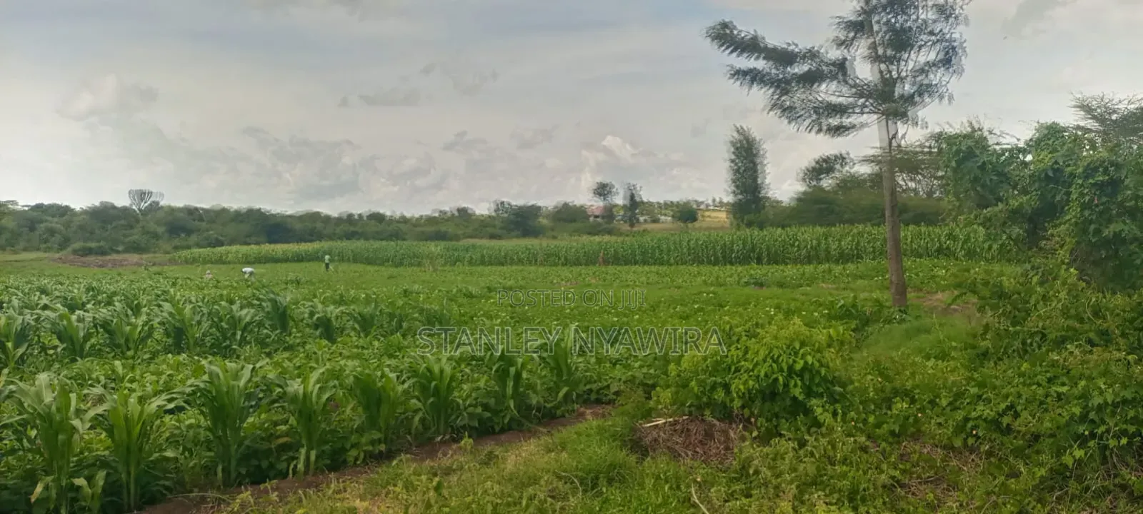 40 Acre Fronting River and Tarmac Road Nanyuki Lamuria