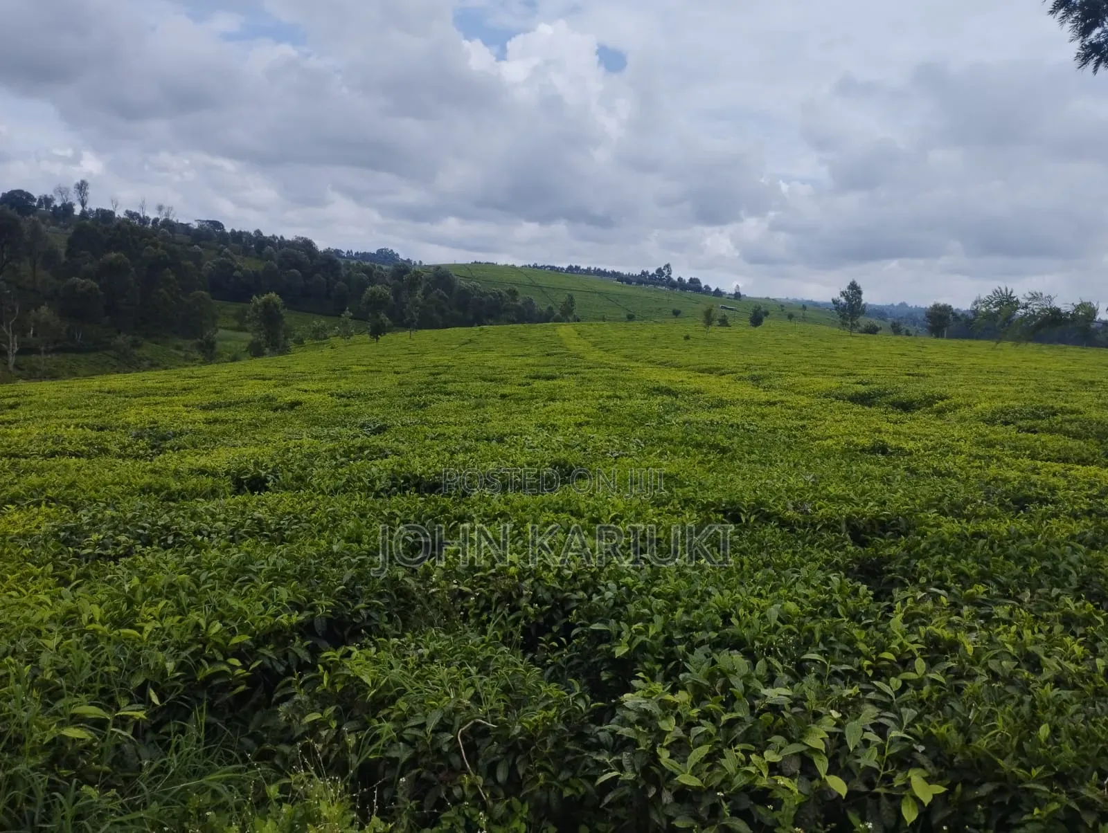 Kiambu Ngorongo Tea Farm,50 Acres Mature and Well Maintained Tea Farm
