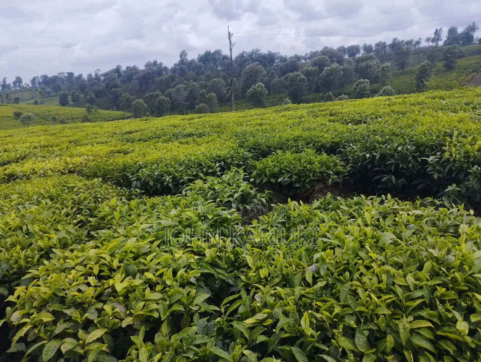 Kiambu Ngorongo Tea Farm,50 Acres Mature and Well Maintained Tea Farm