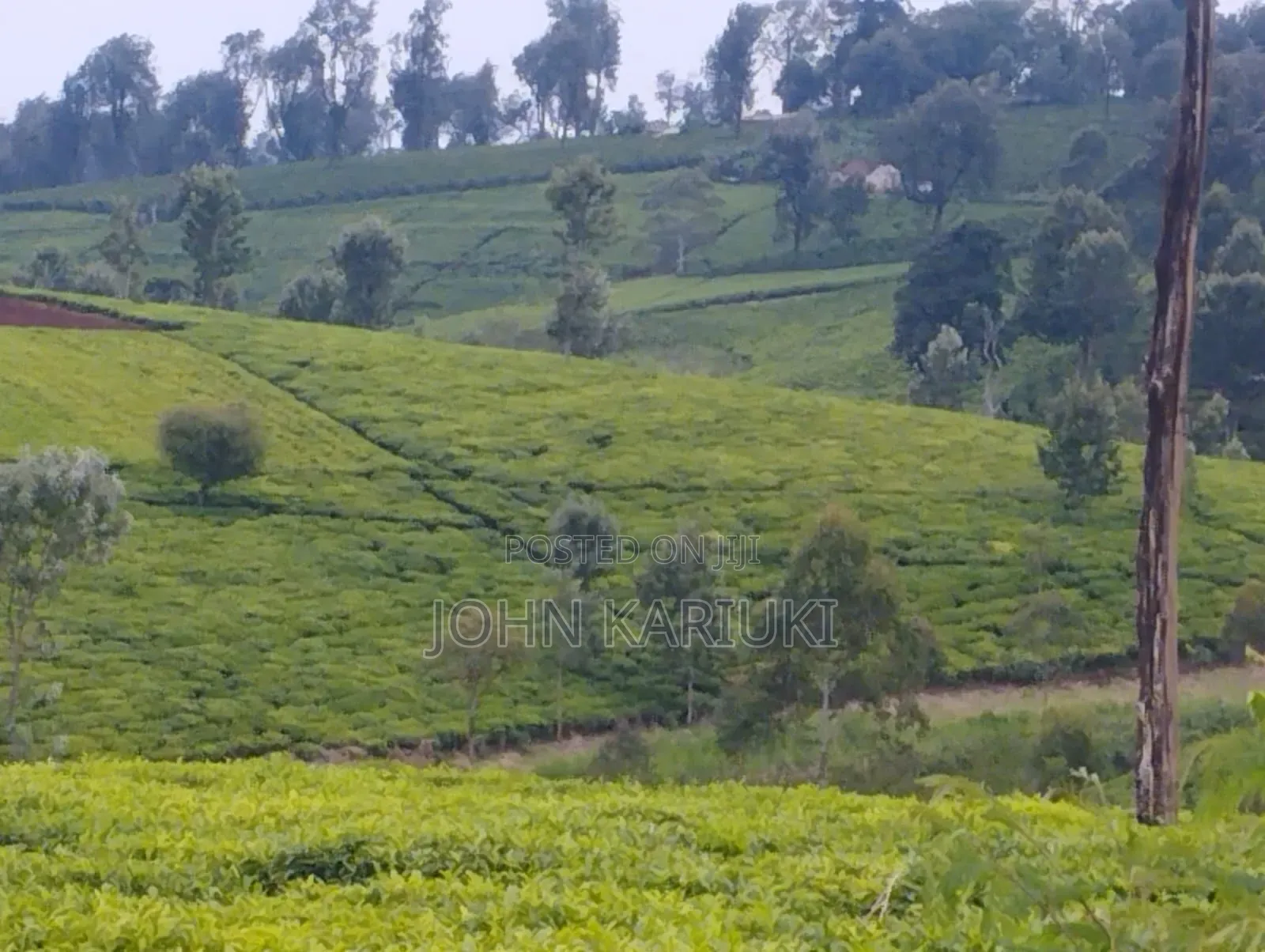 Kiambu Ngorongo Tea Farm,50 Acres Mature and Well Maintained Tea Farm
