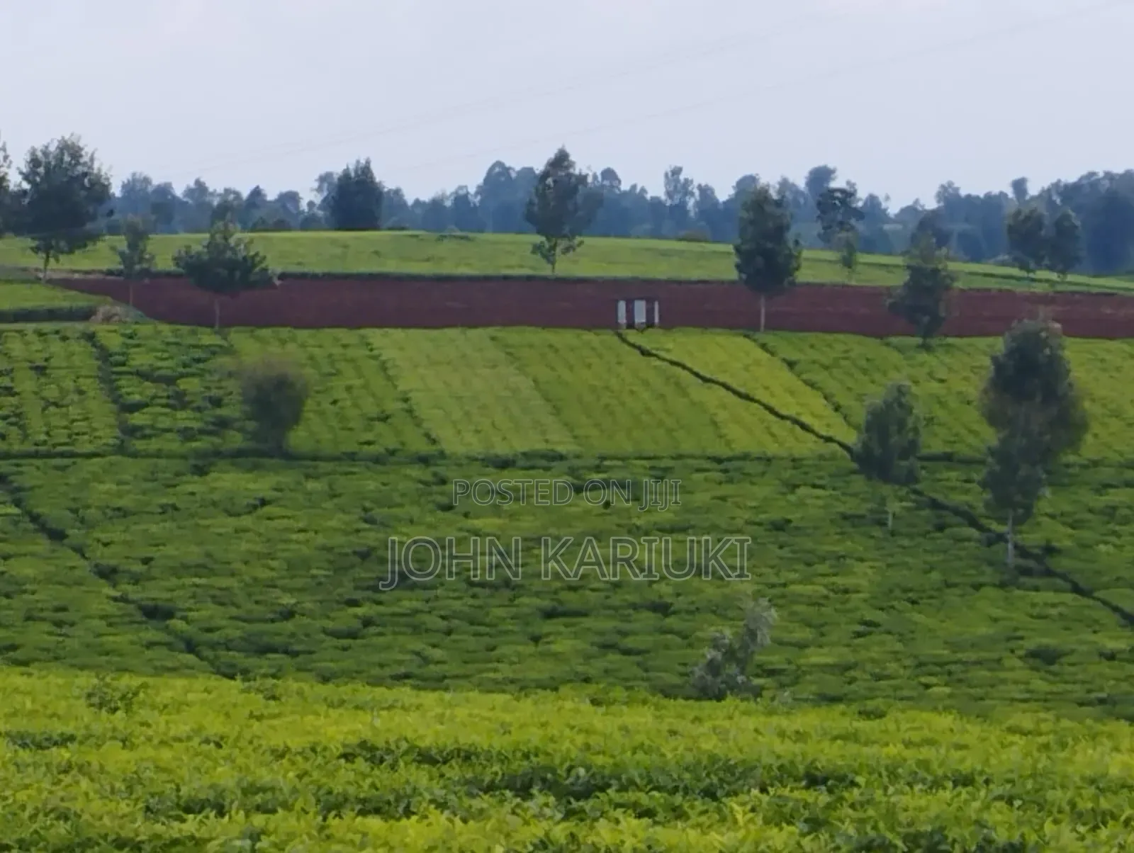 Kiambu Ngorongo Tea Farm,50 Acres Mature and Well Maintained Tea Farm
