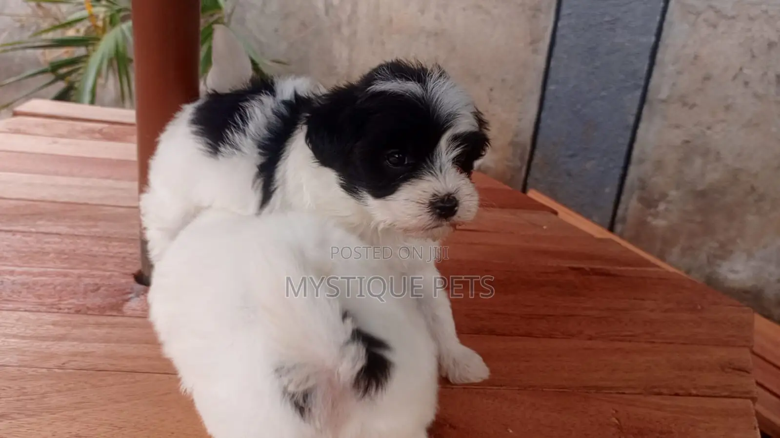 1-3 months Male Purebred Havanese