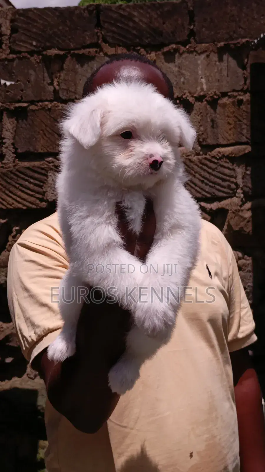 1-3 months Male Purebred Havanese
