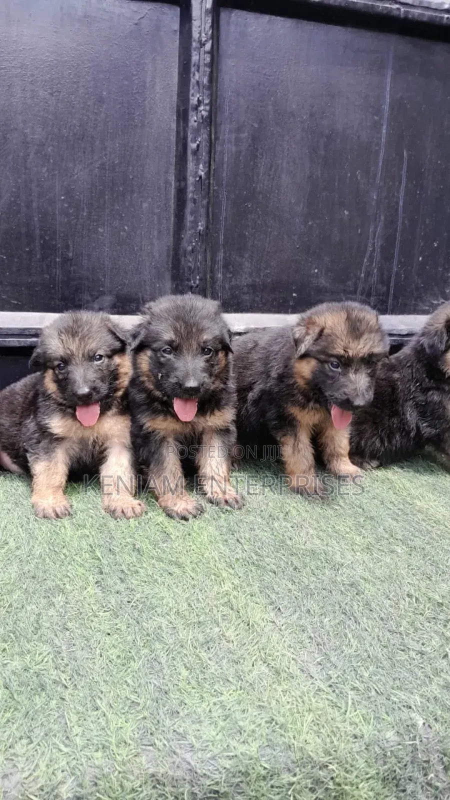 1-3 months Male Purebred German Shepherd