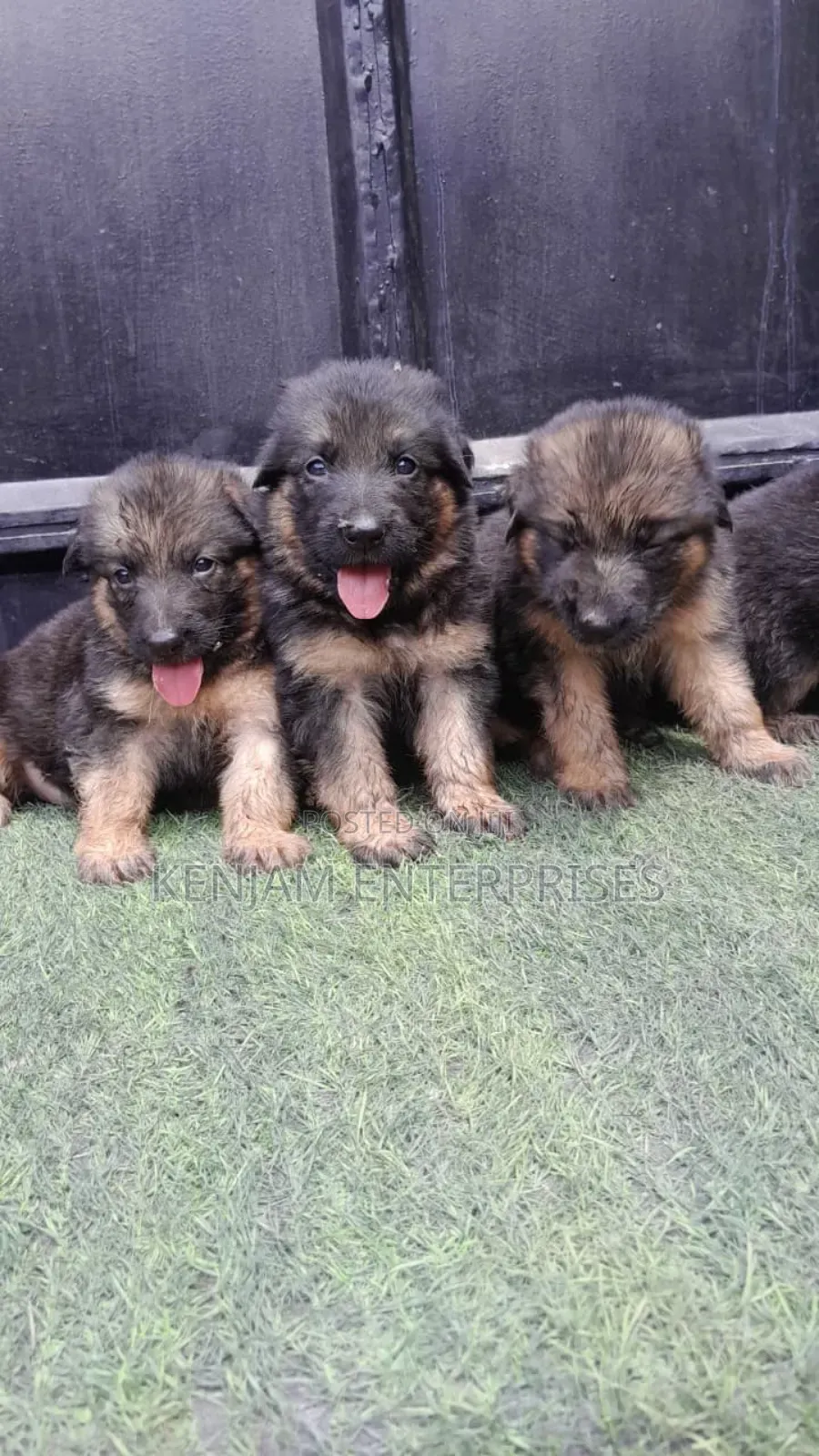1-3 months Female Purebred German Shepherd