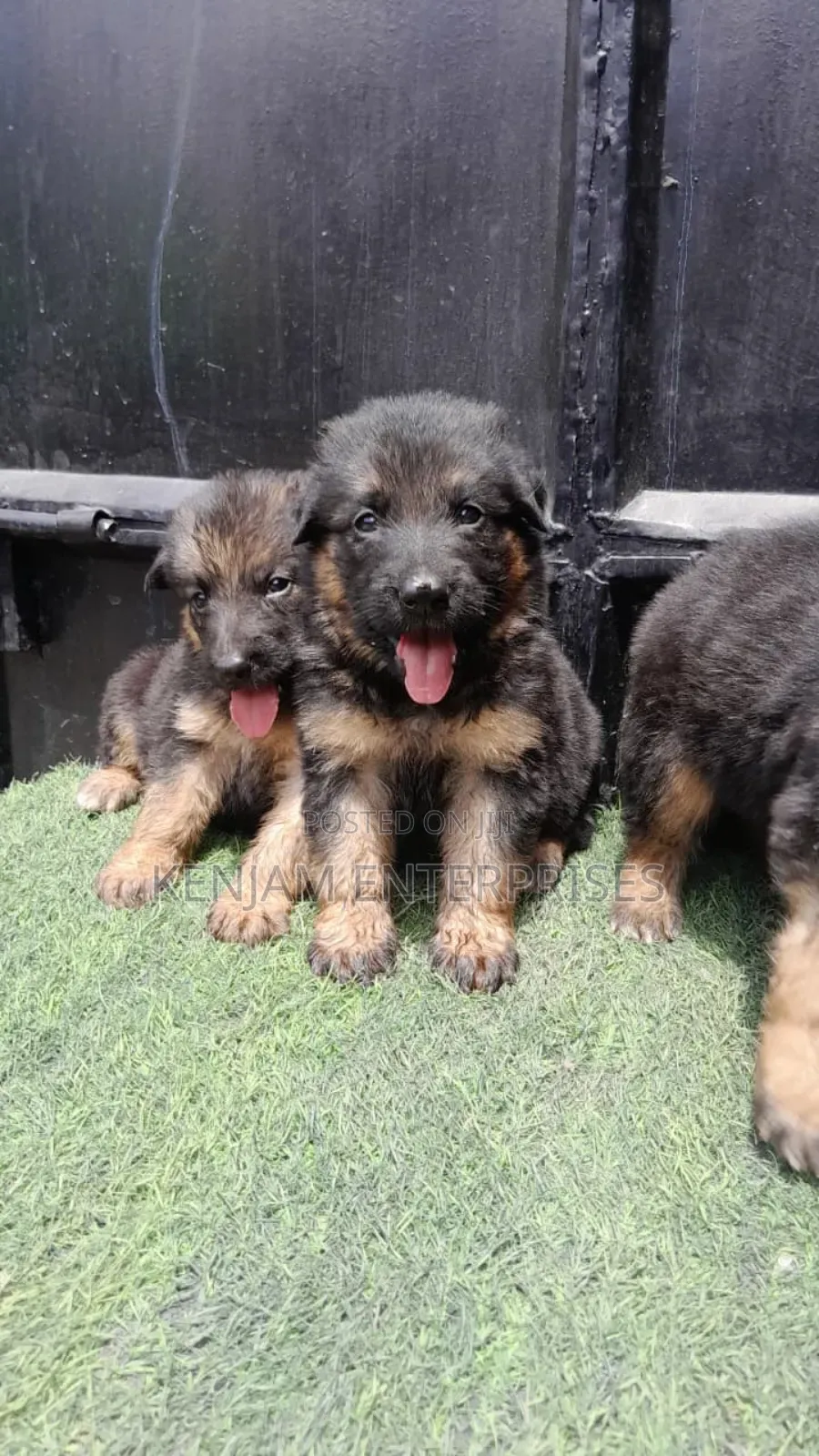 1-3 months Female Purebred German Shepherd