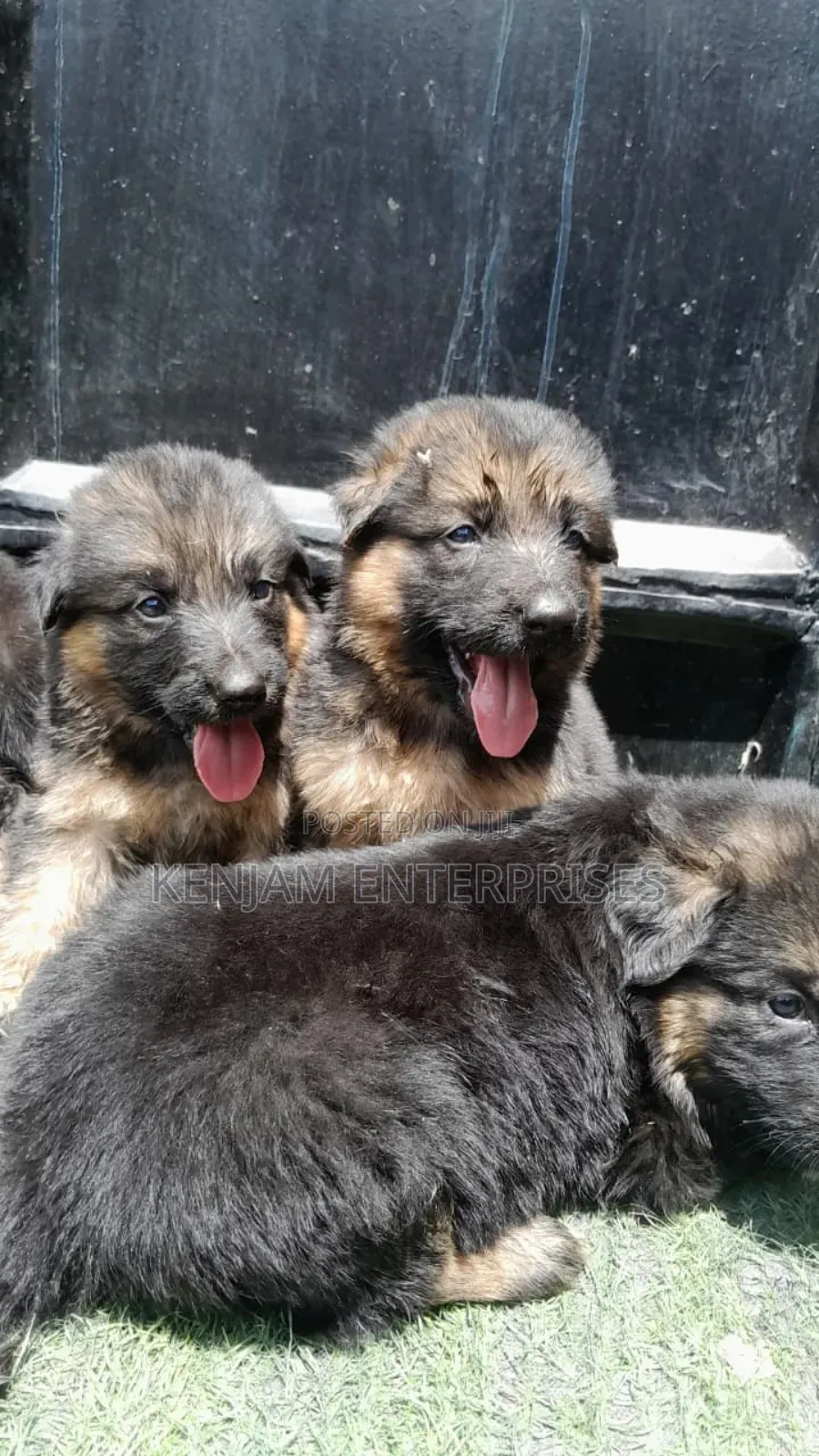 1-3 months Male Purebred German Shepherd